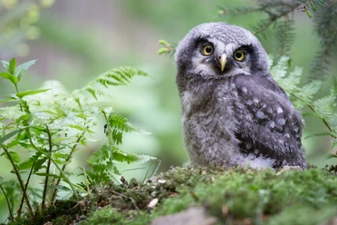 Eule im Tierpark Thale