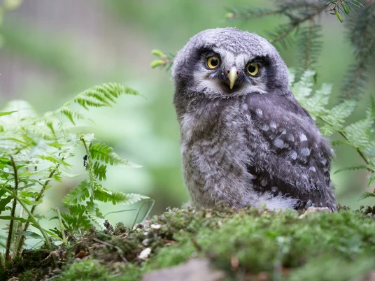 Eule im Tierpark Thale