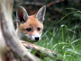 Fuchs im Tierpark Thale