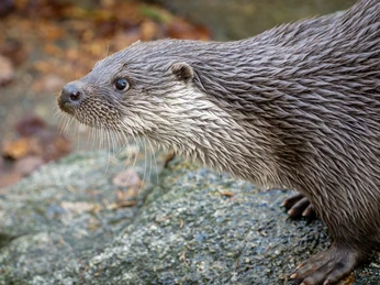 Otter im Tierpark Thale
