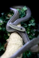 Schwarze-Mamba-Schlangenfarm