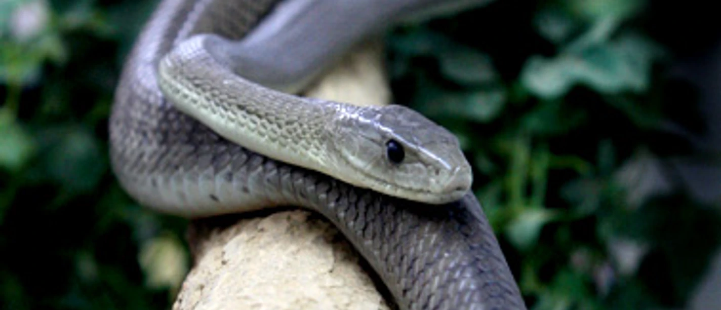 Schwarze-Mamba-Schlangenfarm