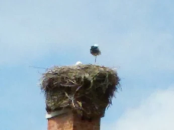 Ein Storch steht auf einem hohen Schornstein in seinem Nest, flankiert von einem blühenden Baum.
