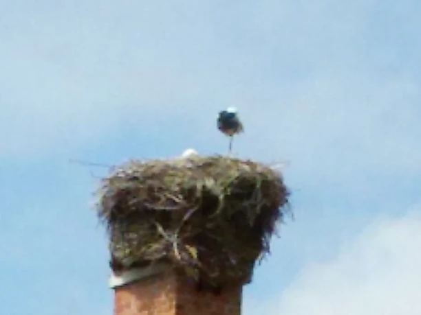 Storchenhaus in NRÜ mit Storch.jpg Ein Storch steht auf einem hohen Schornstein in seinem Nest, flankiert von einem blühenden Baum.