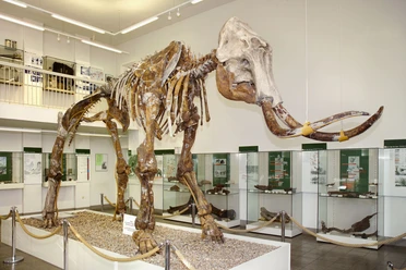Steppenmammut im Spengler-Museum