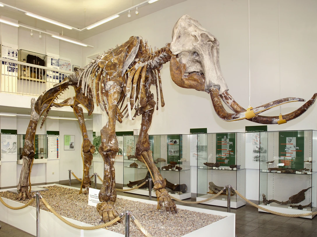 Steppenmammut im Spengler-Museum