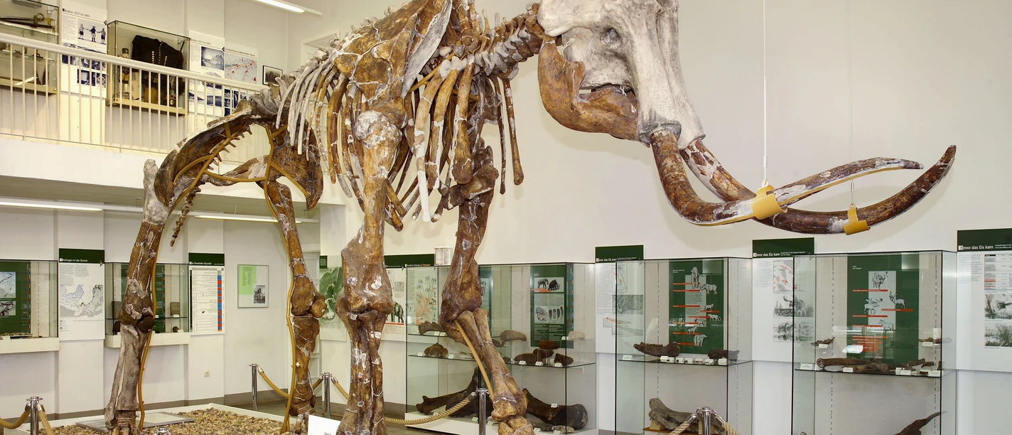 Steppenmammut im Spengler-Museum