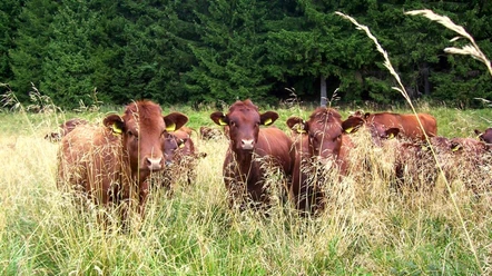 Brockenbauer Thielecke - Kälbchen auf der Weide