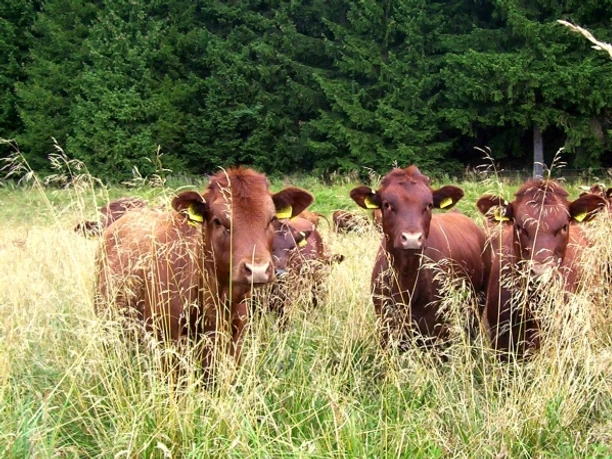 Brockenbauer Thielecke - Kälbchen auf der Weide
