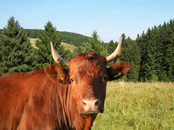 Brockenbauer Thielecke - Rinderportrait