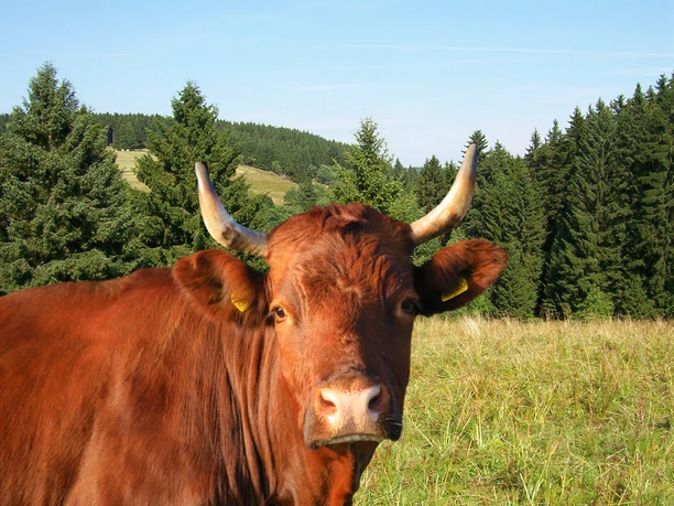 Brockenbauer Thielecke - Rinderportrait