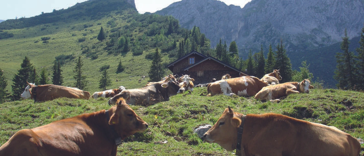 Stuibenhütte mit Kühen