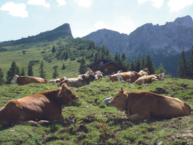 Stuibenhütte mit Kühen