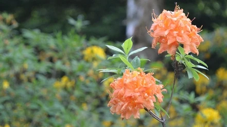 Blumen im Weltwald Bad Grund