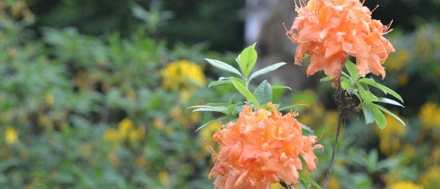 Blumen im Weltwald Bad Grund