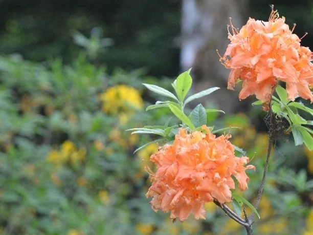 Blumen im Weltwald Bad Grund