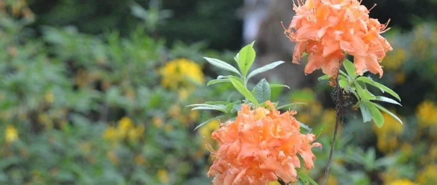 Blumen im Weltwald Bad Grund