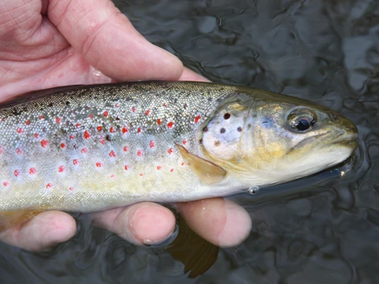 Fliegenfischen im Harz