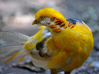 Wald-Vogelstation-Goldfasan