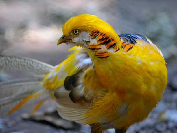 Wald-Vogelstation-Goldfasan