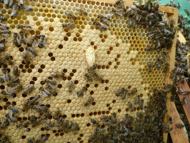 Wanderimkerei Enrico Kretschmar - Wabe