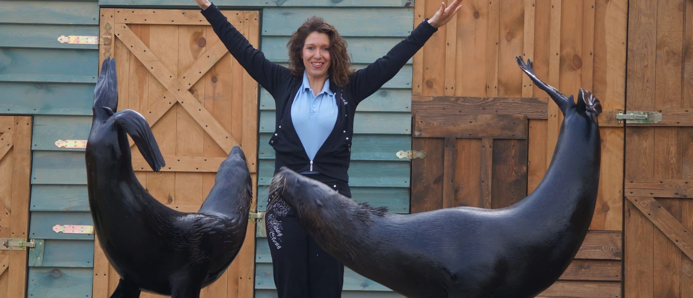 Seelöwen Show