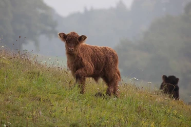 Highland