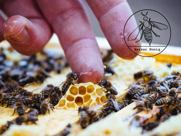 Landwirtschaft Tilman Dreysse - Honigfinger