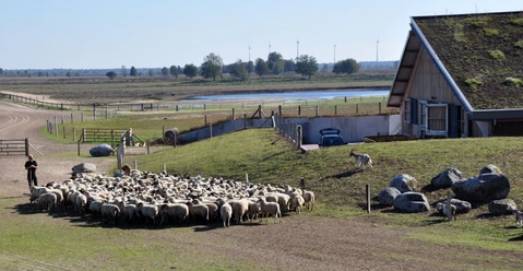 Schafstall Bargerveen Schafherde mit Hirtin vor dem Schafstall im Moorgebiet Bargerveen bei klarem Himmel und Weitblick.