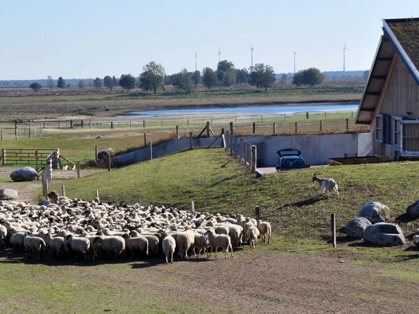 Schafstall Bargerveen Schafherde mit Hirtin vor dem Schafstall im Moorgebiet Bargerveen bei klarem Himmel und Weitblick.