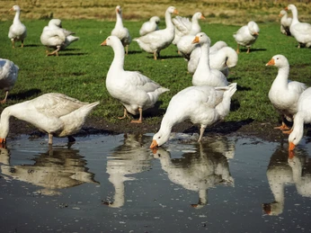 Gänse auf dem Keitumer Gänsehof
