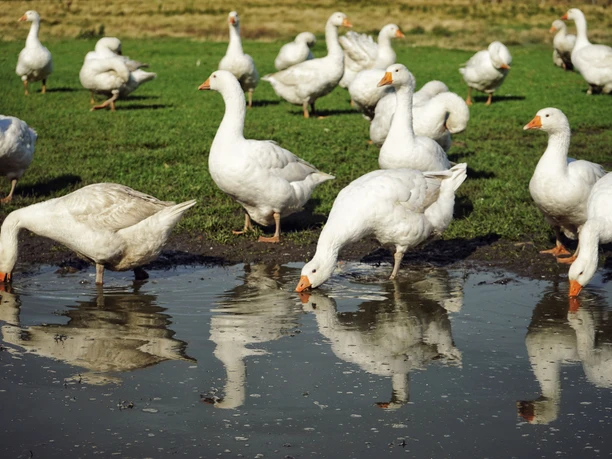 Gänse auf dem Keitumer Gänsehof