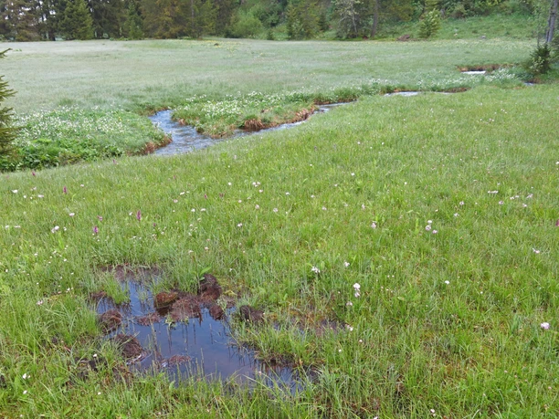 Prairie avec ruisseau et source