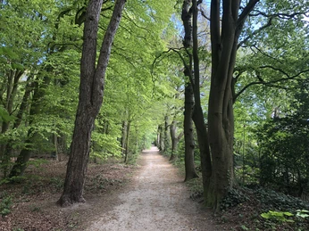 Waldweg im Friedrichshain
