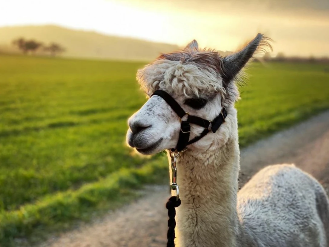 alpaka