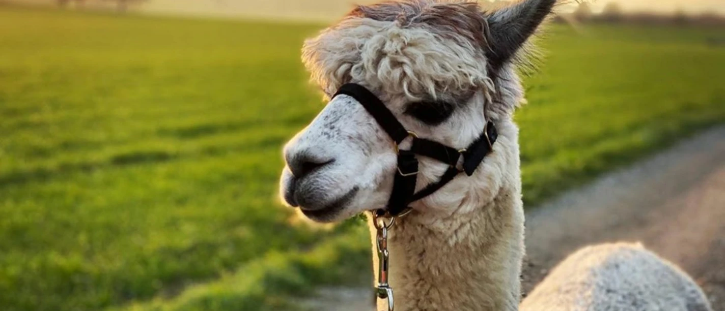 alpaka