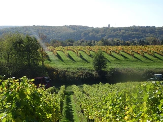 weinberg
