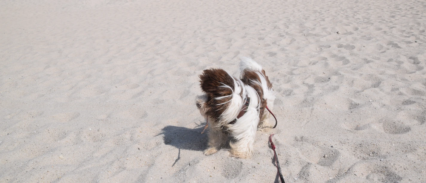 Hundestrand