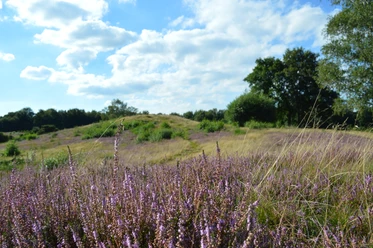 heide-sp-llberg_uelsen-4