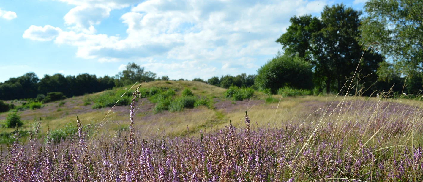 heide-sp-llberg_uelsen-4