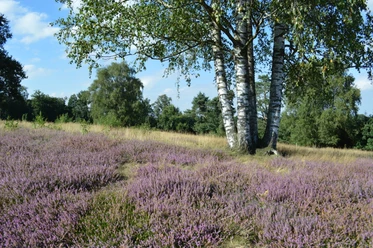 heide-sp-llberg_uelsen