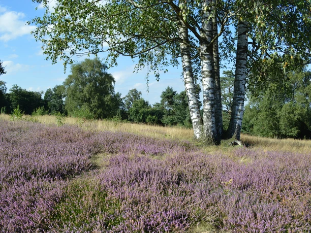 heide-sp-llberg_uelsen