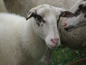 zzz-bentheimer-landschaf-1-gitta