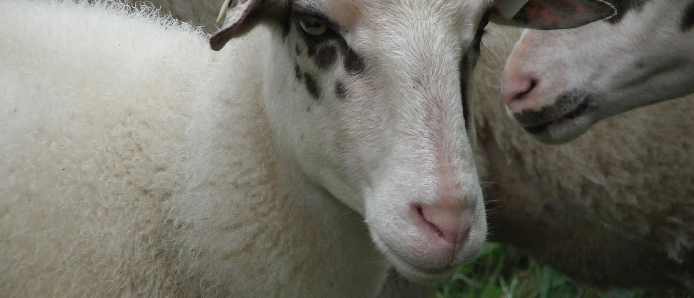zzz-bentheimer-landschaf-1-gitta