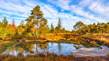 Kleiner Moorteich mit Steg im Tister Bauernmoor Kleiner Moorteich mit Steg im Tister Bauernmoor
