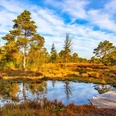 Kleiner Moorteich mit Steg im Tister Bauernmoor Kleiner Moorteich mit Steg im Tister BauernmoorSmall bog pond with footbridge in the Tister BauernmoorLille mosedam med gangbro i Tister BauernmoorKleine veenvijver met loopbrug in Tister Bauernmoor