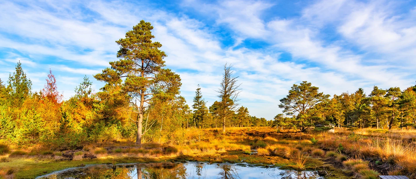 Kleiner Moorteich mit Steg im Tister Bauernmoor Kleiner Moorteich mit Steg im Tister Bauernmoor