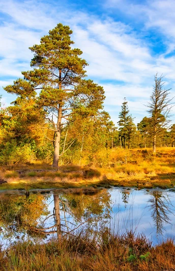Kleiner Moorteich mit Steg im Tister Bauernmoor Kleiner Moorteich mit Steg im Tister Bauernmoor