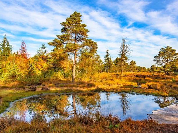 Kleiner Moorteich mit Steg im Tister Bauernmoor Kleiner Moorteich mit Steg im Tister Bauernmoor
