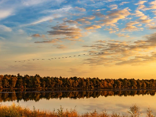 Vogelzug über dem Tister Bauernmoor Vogelzug über dem Tister Bauernmoor